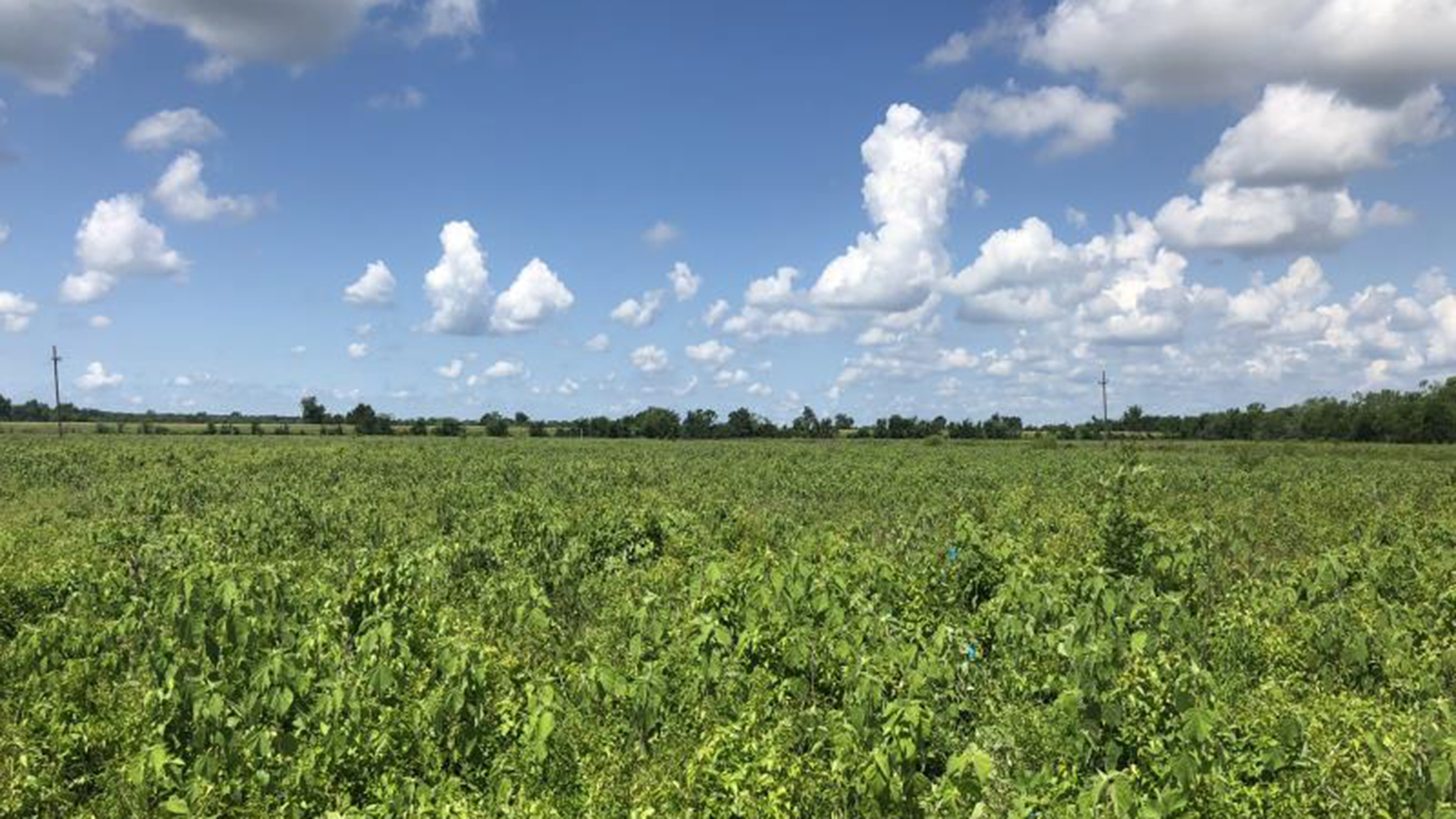 Bayou Pierre_LA
