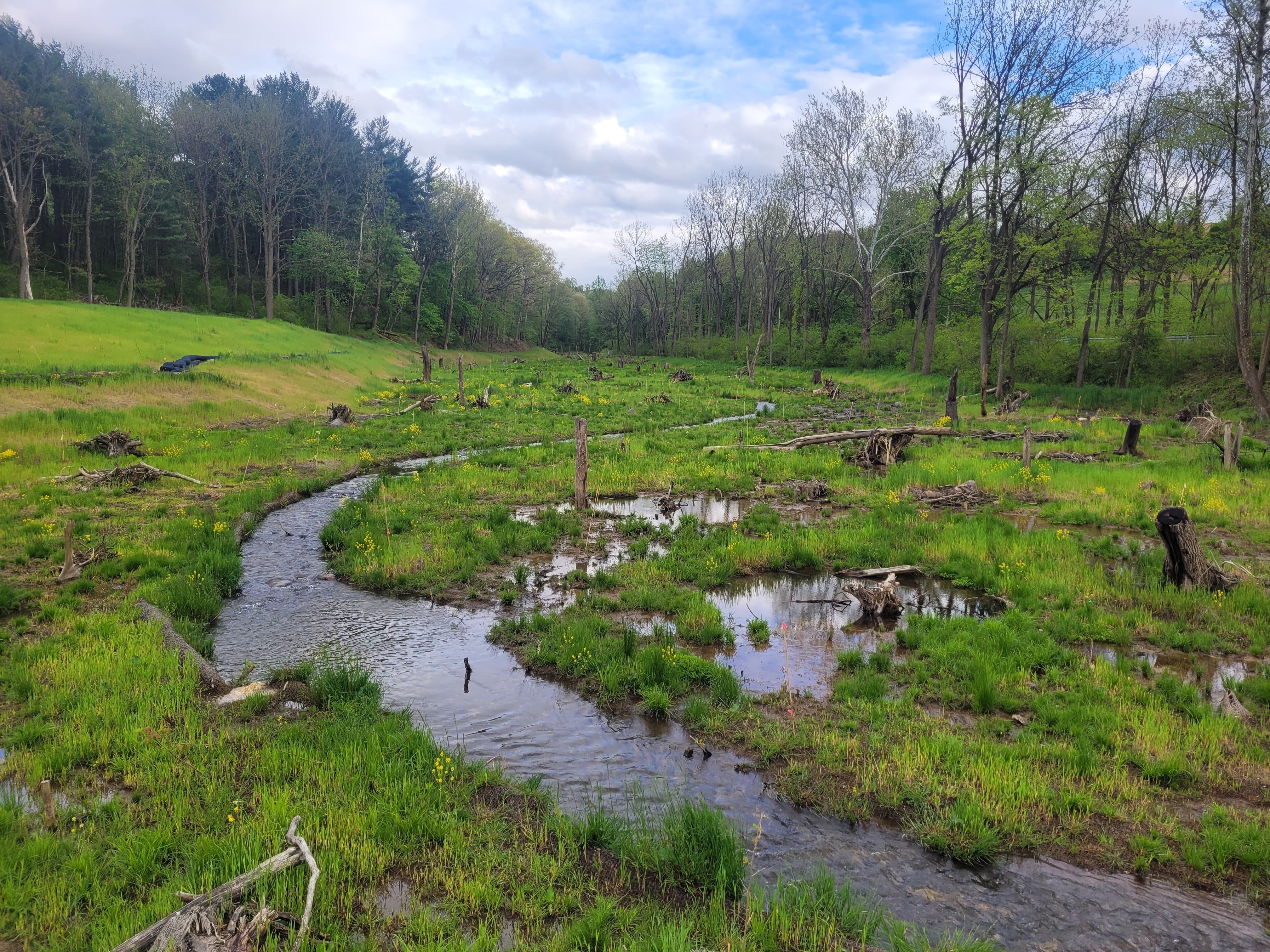 Codorus Creek stream and wetland watery shot