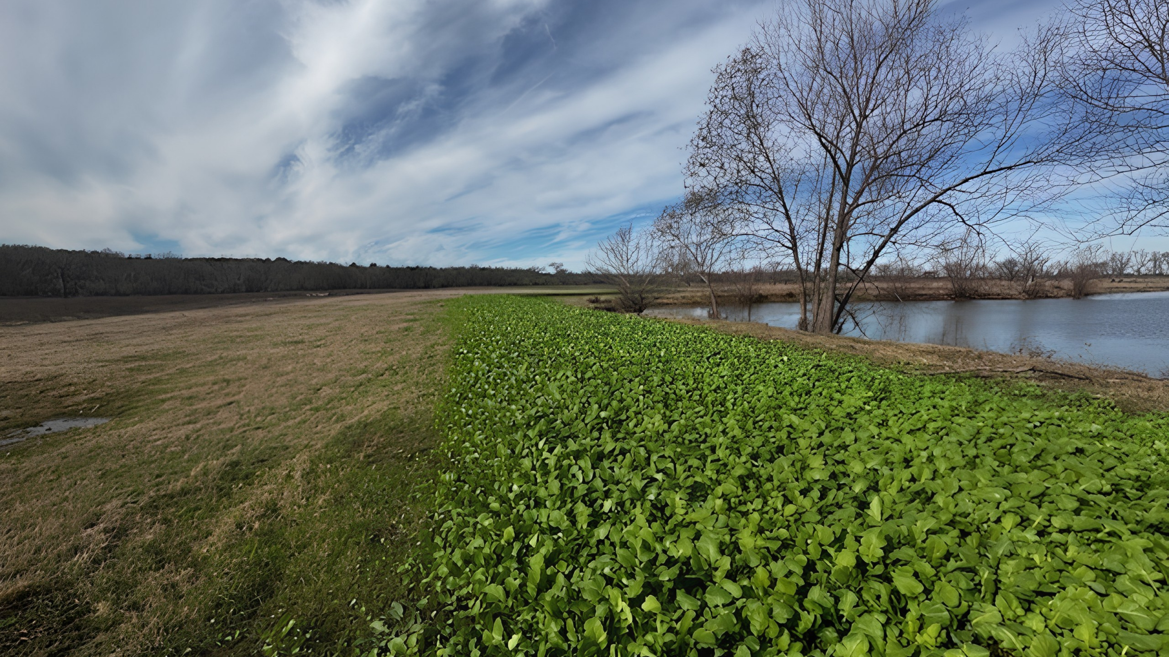 The Bayou Pierre Water Benefit Project_existing site conditions March 2026-1